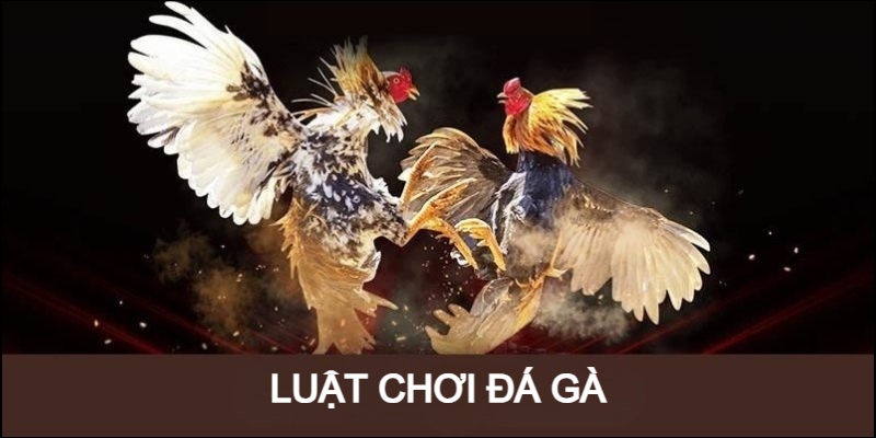 Luật chơi đá gà tại đây rất dễ dàng nắm bắt