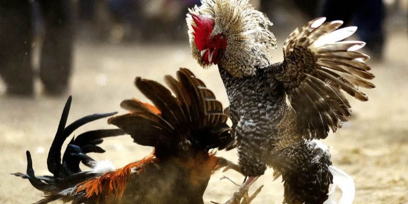 Luật khi tham gia trò chơi đá gà