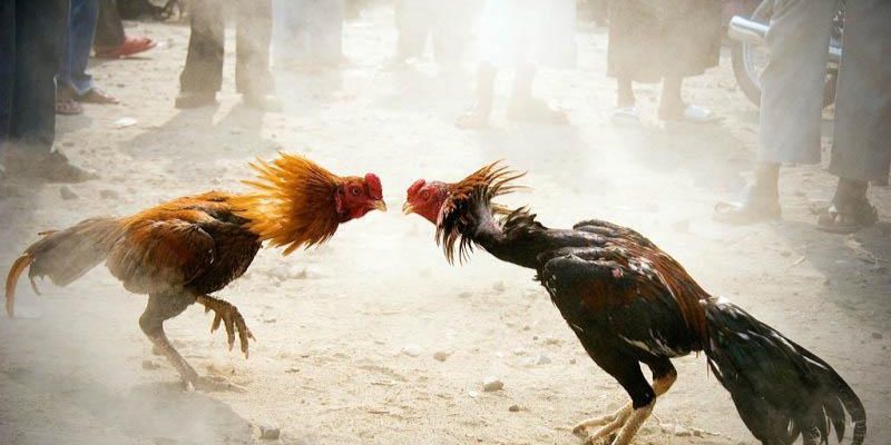 Mẹo đơn giản khi chơi dành cho newbie