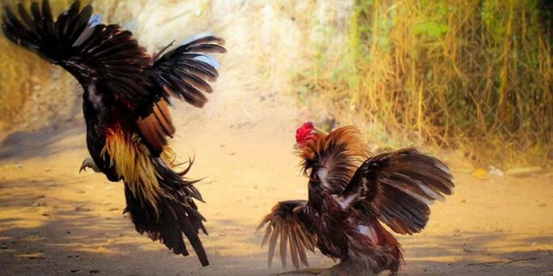 Tổng quan về đá gà thomo ku11