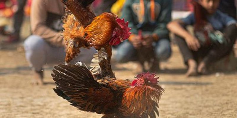 Ưu điểm nổi bật về trò chơi đá gà cựa sắt 2024